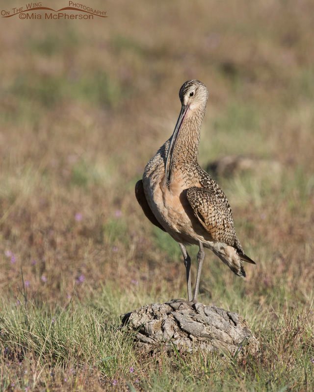 Long-billed Curlew preening on dried bison pooh, Antelope Island State Park in Davis County, Utah