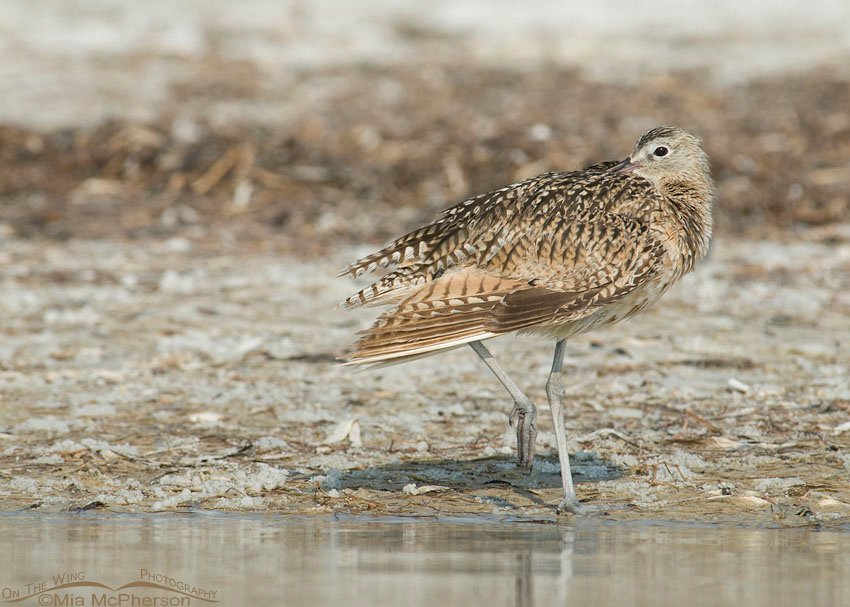 Long-billed Curlew resting near the wrack line, Fort De Soto County Park, Pinellas County, Florida
