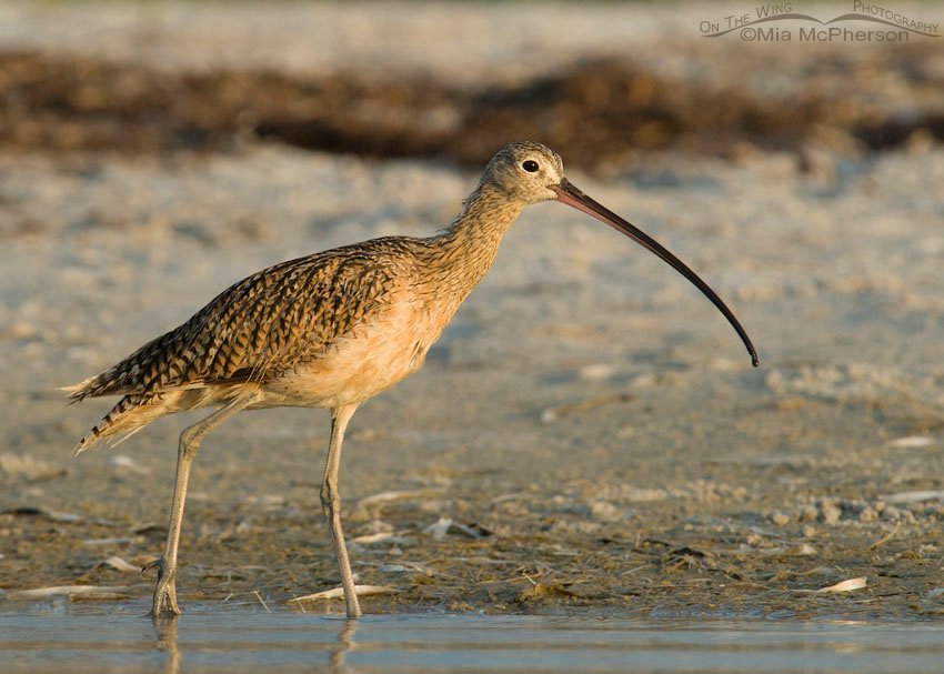 Long-billed Curlew in morning light at the north beach, Fort De Soto County Park, Pinellas County, Florida