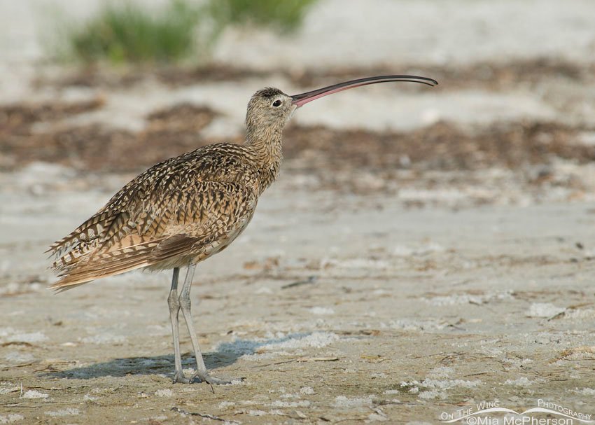 Stretched out Long-billed Curlew, Fort De Soto County Park, Pinellas County, Florida