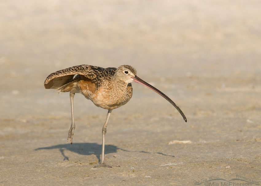 Long-billed Curlew stretching on mud flats,Fort De Soto County Park, Pinellas County, Florida
