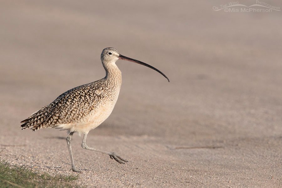 Long-billed Curlew crossing a dirt road, Antelope Island State Park, Davis County, Utah