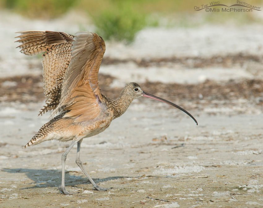 Long-billed Curlew wing lift after bathing at Fort De Soto County Park, Pinellas County, Florida