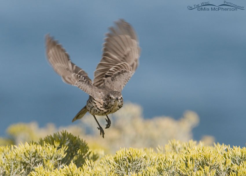 Sage Thrasher in flight, Antelope Island State Park, Davis County, Utah