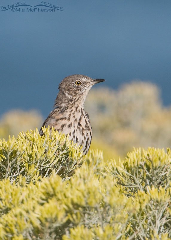 Sage Thrasher tucked behind the flowers, Antelope Island State Park, Davis County, Utah