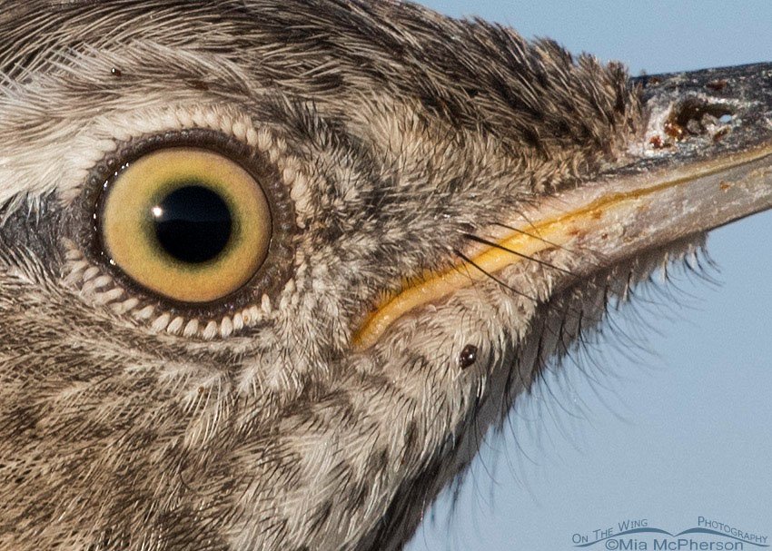 Sage Thrasher close up at 100% resolution, Antelope Island State Park, Davis County, Utah