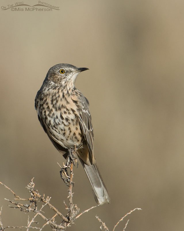 Adult Sage Thrasher striking a pose, Antelope Island State Park, Davis County, Utah