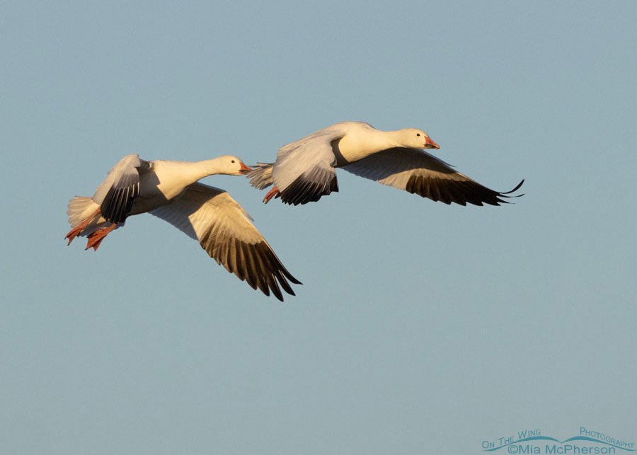 Adult Snow Geese in flight on Thanksgiving Day, Sequoyah National Wildlife Refuge, Oklahoma