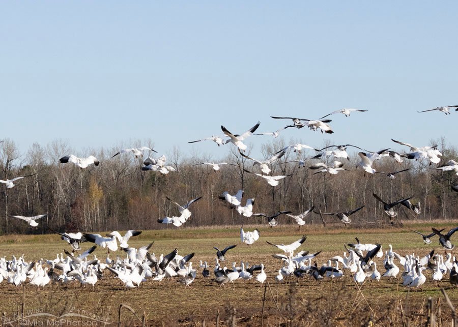 Snow Geese landing in a field, Sequoyah National Wildlife Refuge, Oklahoma