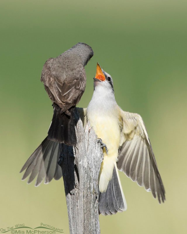 Juvenile Western Kingbird begging for food from an adult, Box Elder County, Utah