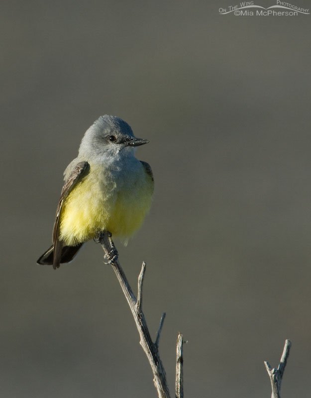 Western Kingbird perching, Farmington Bay WMA, Davis County, Utah