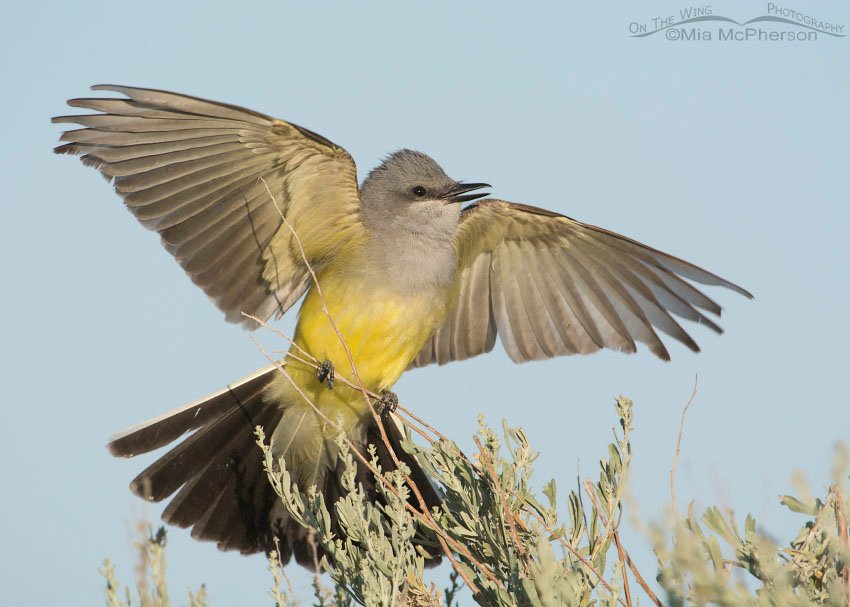 Western Kingbird courtship display, Antelope Island State Park, Davis County, Utah