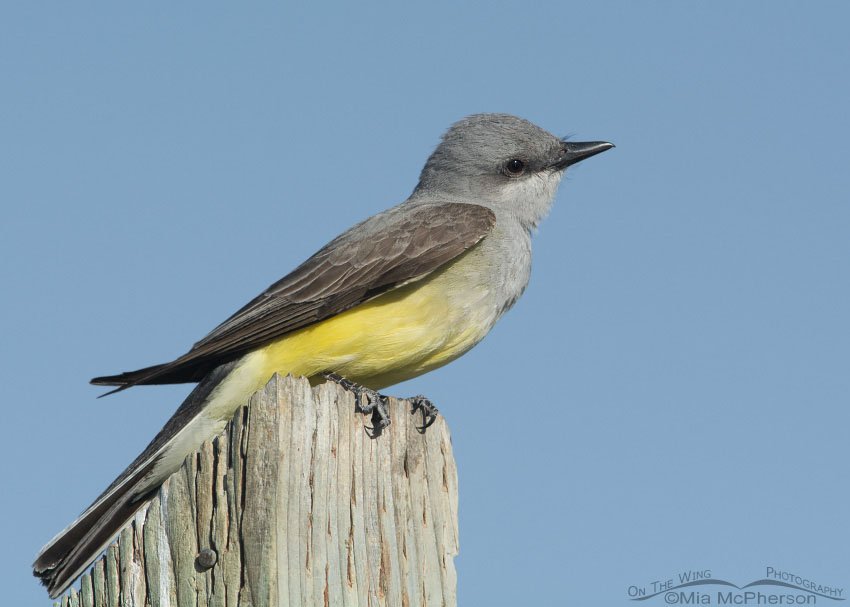 Adult Western Kingbird, Antelope Island State Park, Davis County, Utah