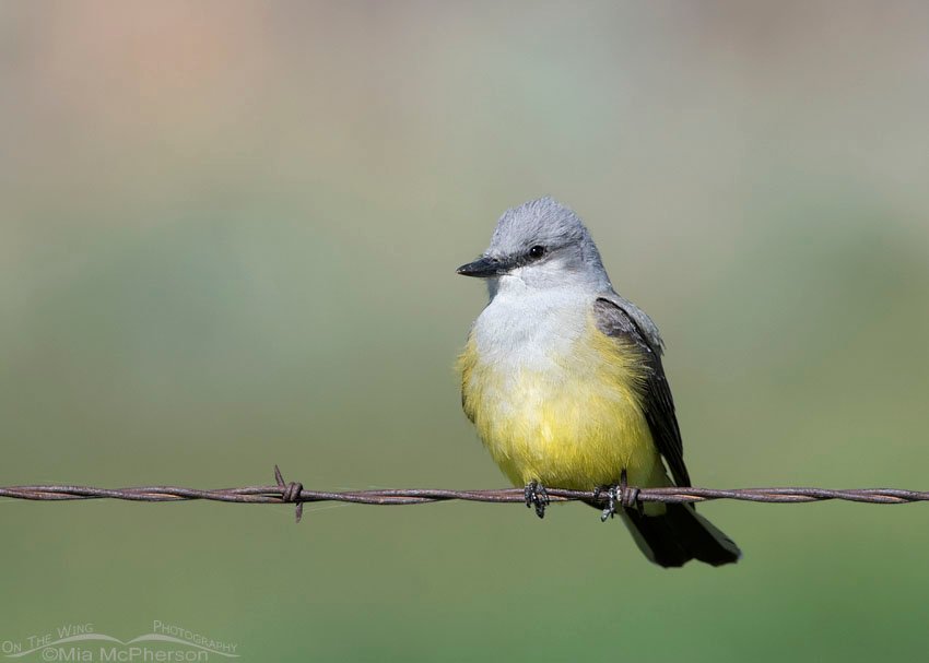 Adult Western Kingbird perched on rusty barbed wire, Box Elder County, Utah