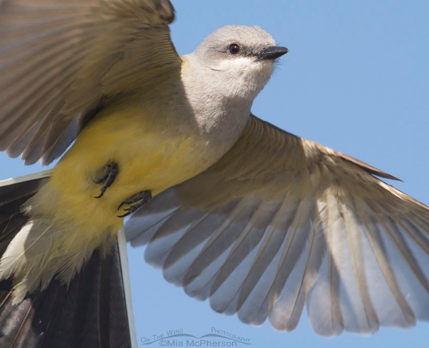 Western Kingbird up close on Antelope Island State Park, Davis County, Utah