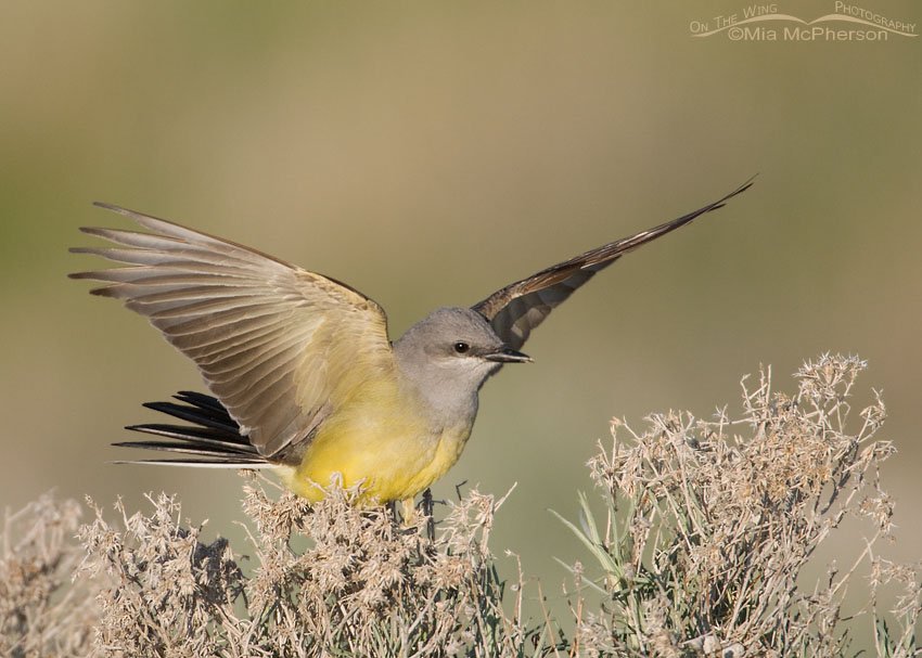 Western Kingbird with lifted wings Western Kingbird with lifted wings, Antelope Island State Park, Davis County, Utah