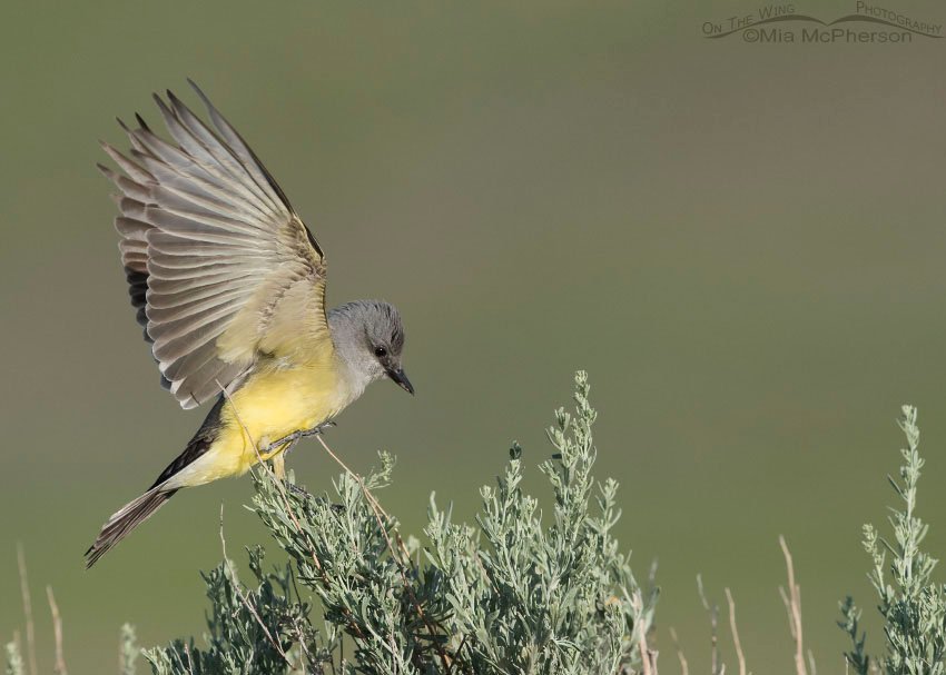 Western Kingbird adult landing on sagebrush, Antelope Island State Park, Davis County, Utah