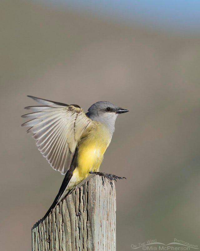 Western Kingbird adult landing on a sign post, Antelope Island State Park, Davis County, Utah
