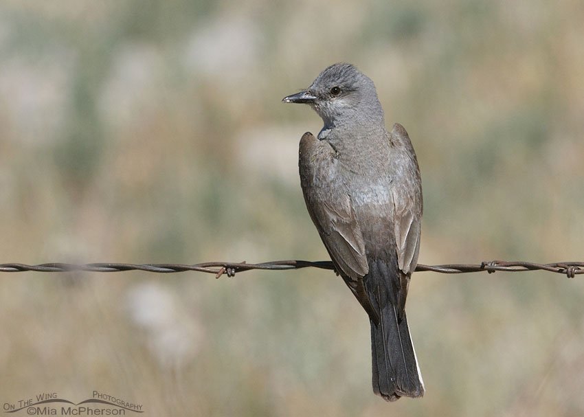 Bear River MBR Western Kingbird on barbed wire, Bear River Migratory Bird Refuge, Box Elder County, Utah
