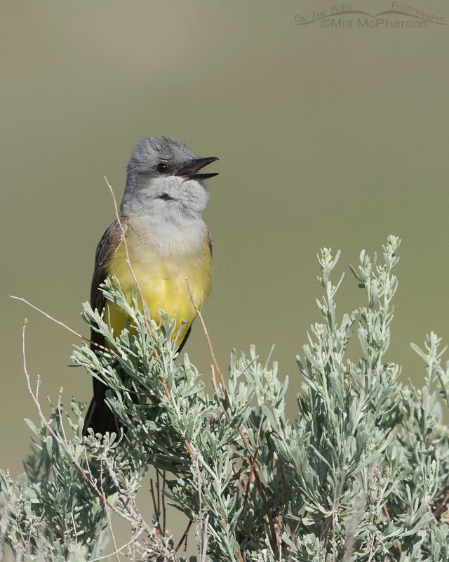 Singing Western Kingbird in good light on Antelope Island State Park, Davis County, Utah