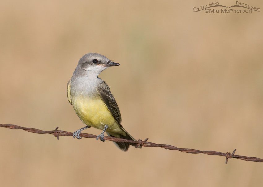 Western Kingbird juvenile on a barbed wire perch, Bear River Migratory Bird Refuge, Box Elder County, Utah