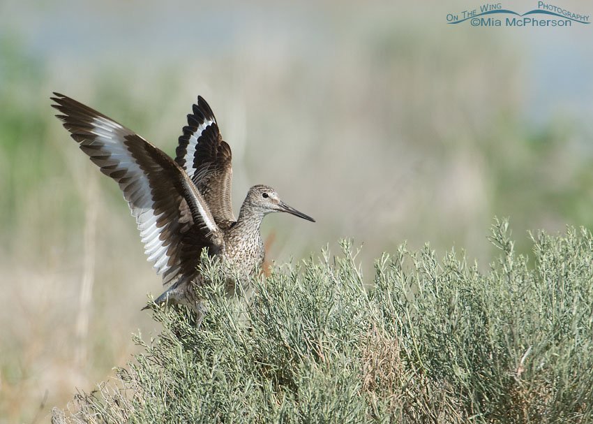 Adult Willet with wings raised, Antelope Island State Park, Davis County, Utah