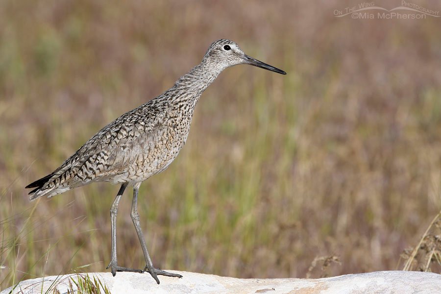 Alert Western Willet on a white rock, Antelope Island State Park, Davis County, Utah