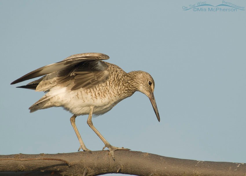 Willet balancing on branch, Fort De Soto County Park, Pinellas County, Florida