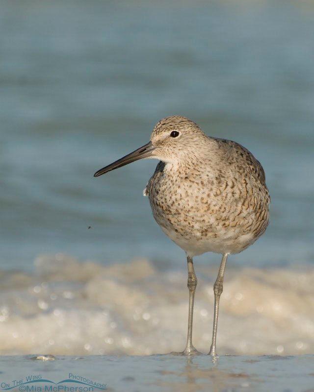 Willet being bugged by a gnat, Fort De Soto County Park, Pinellas County, Florida