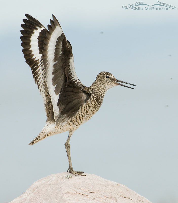 Willet in breeding display, Antelope Island State Park, Davis County, Utah