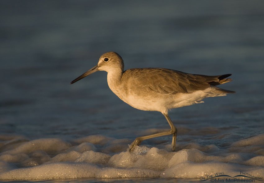 Willet delight, Fort De Soto County Park, Pinellas County, Florida
