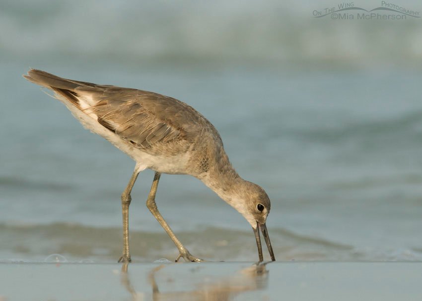 Willet feeding on the Gulf shore, Fort De Soto County Park, Pinellas County, Florida