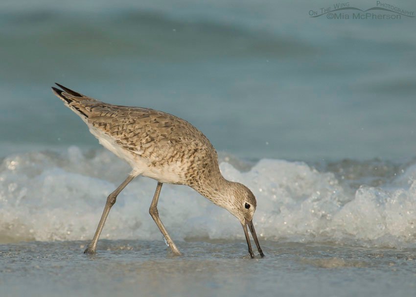 Willet feeding on shoreline at the edge of the waves, Fort De Soto County Park, Pinellas County, Florida
