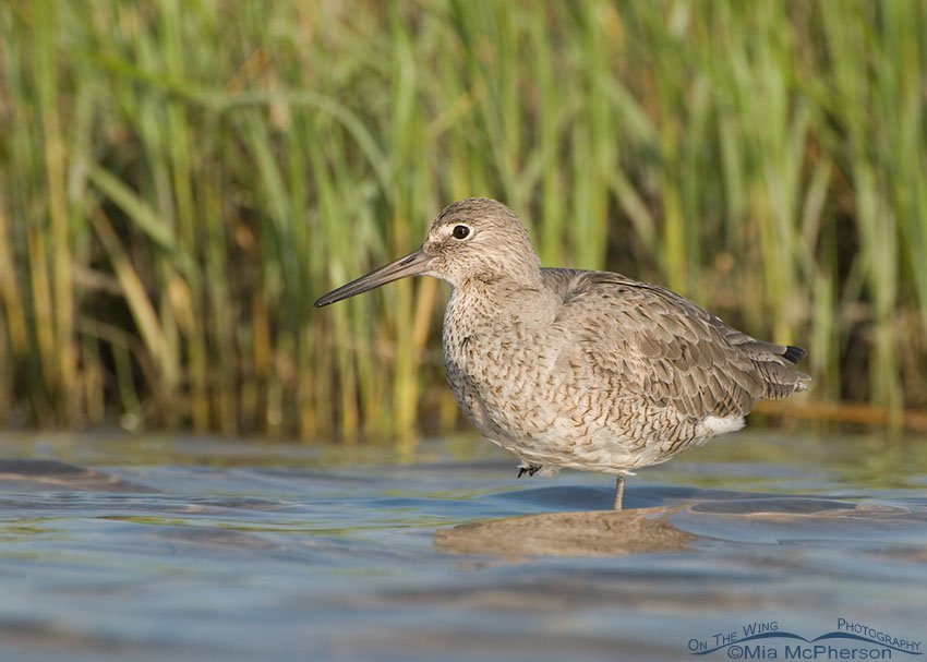 Willet resting in a spartina marsh, Fort De Soto County Park, Pinellas County, Florida