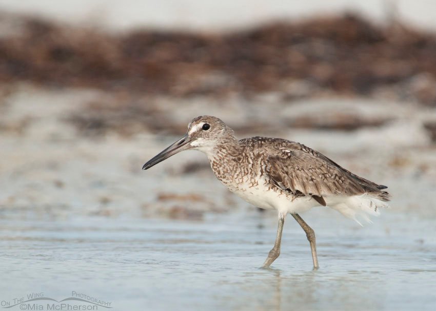 Willet in low light and a sea fog, Fort De Soto County Park, Pinellas County, Florida