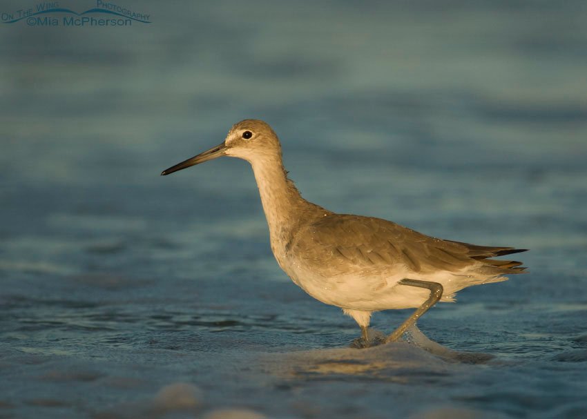 Willet in dawn’s golden light, Fort De Soto County Park, Pinellas County, Florida