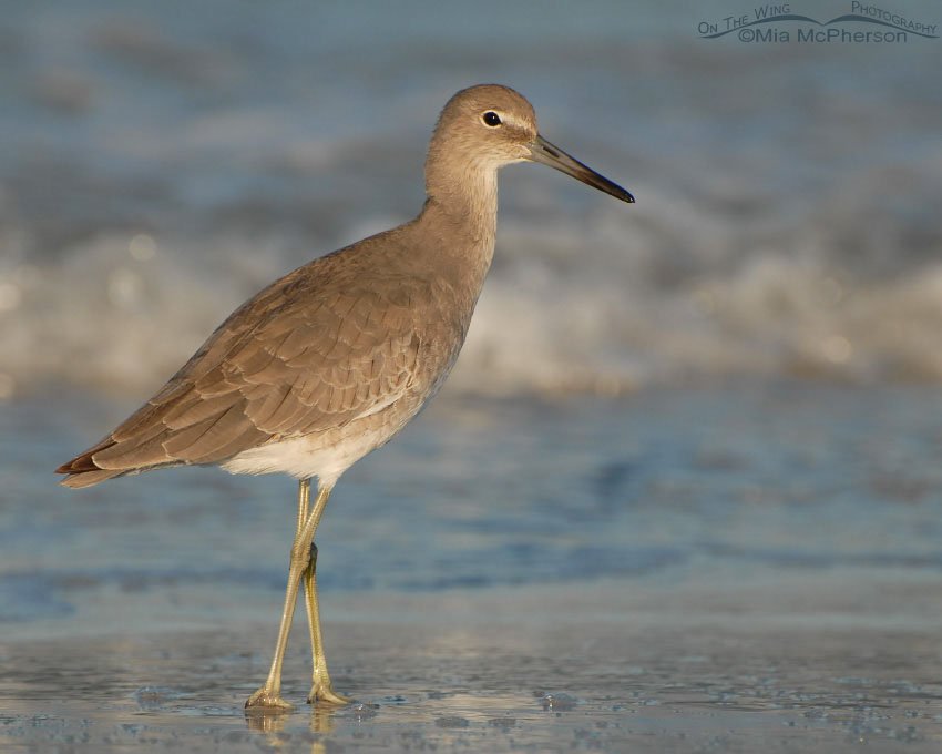 Willet on the shoreline of the Gulf, Fort De Soto County Park, Pinellas County, Florida