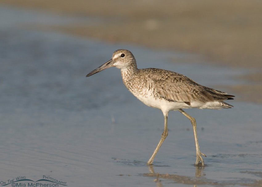 Willet at the edge of a lagoon, Fort De Soto County Park, Pinellas County, Florida