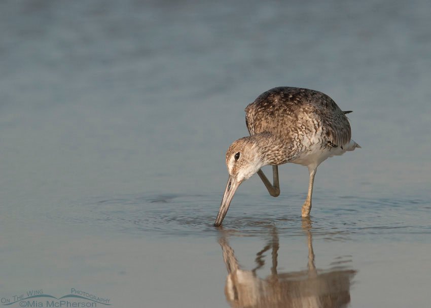 Willet scratching in a tidal lagoon, Fort De Soto County Park, Pinellas County, Florida