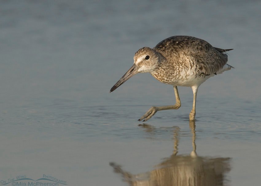 Willet trying to sneak by, Fort De Soto County Park, Pinellas County, Florida