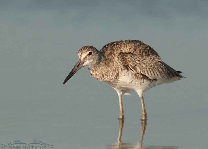 Crouching Willet at Fort De Soto, Fort De Soto County Park, Pinellas County, Florida