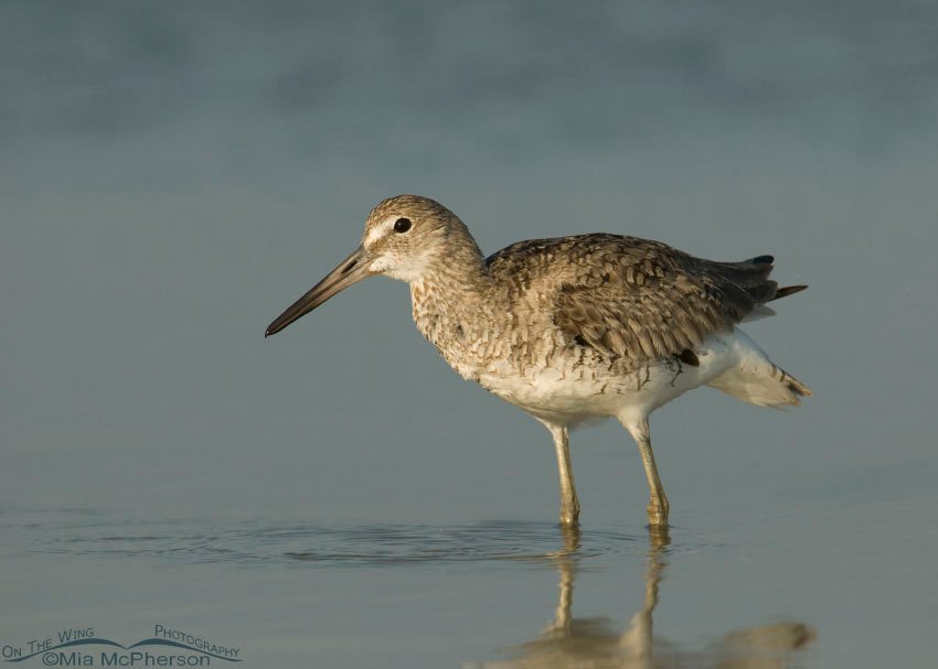 Willet in lagoon on the Florida coast, Fort De Soto County Park, Pinellas County, Florida