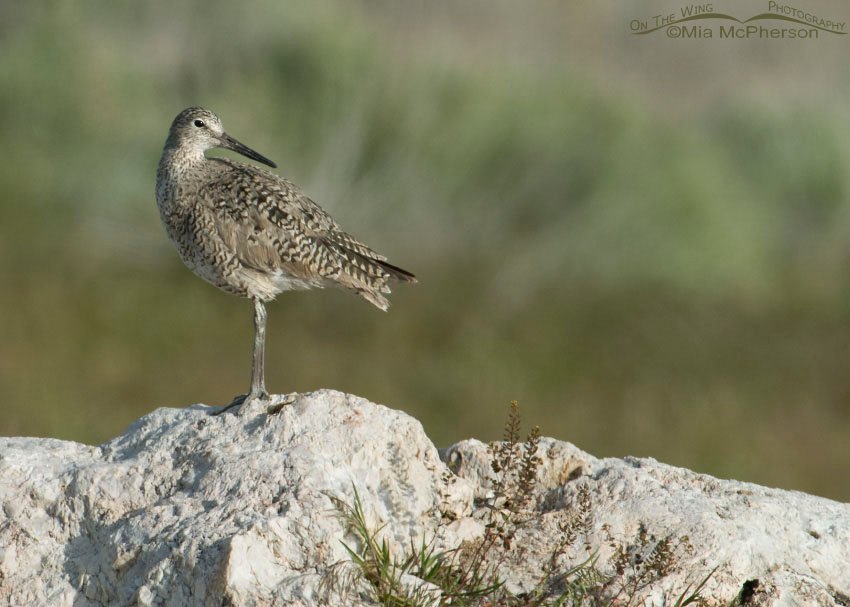 Willet birdscape, Antelope Island State Park, Davis County, Utah
