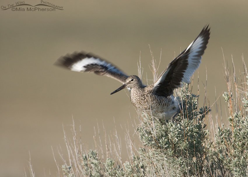 Willet lift off from sagebrush in spring, Antelope Island State Park, Davis County, Utah