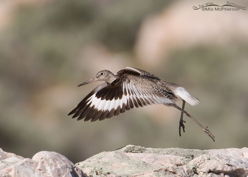 Willet – Run and lift off on Antelope Island State Park, Davis County, Utah