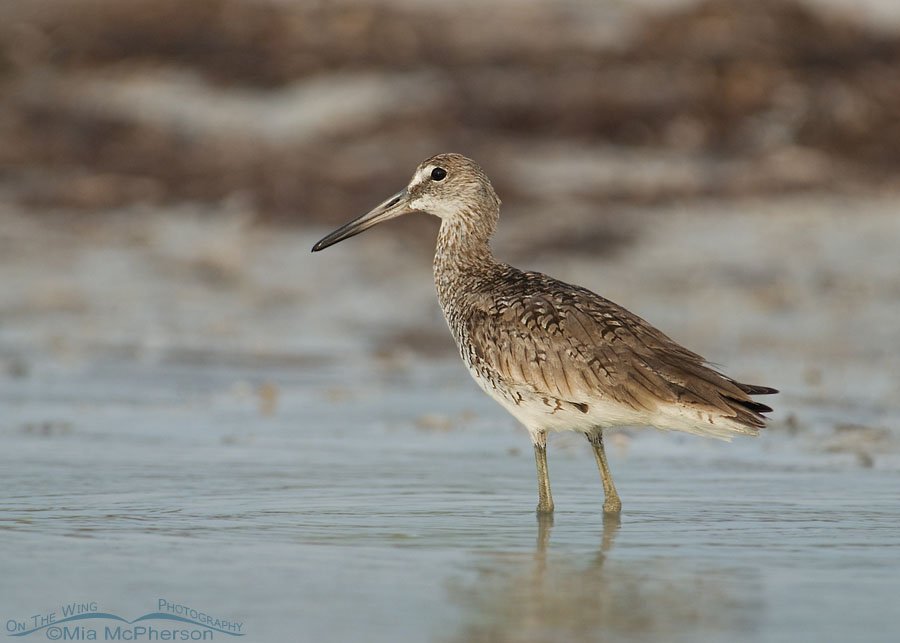 Willet in a fog, Fort De Soto County Park, Pinellas County, Florida