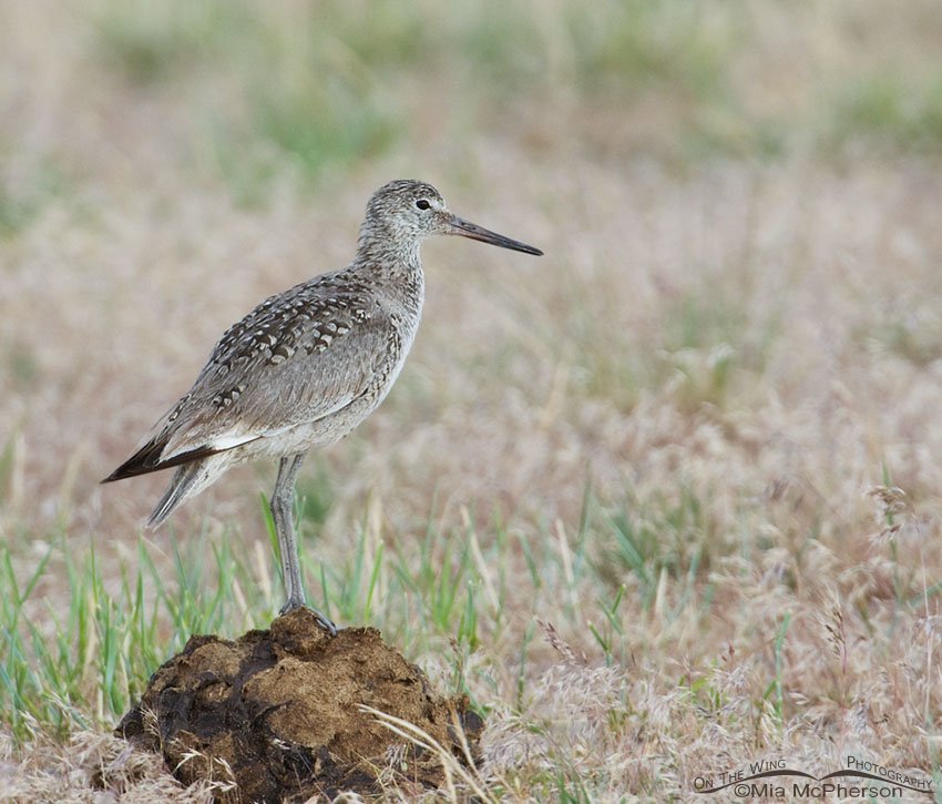 Willet on a poopy perch, Antelope Island State Park, Davis County, Utah