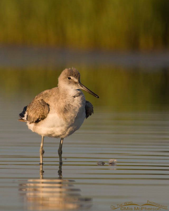 Willet preening in early morning light, Fort De Soto County Park, Pinellas County, Florida