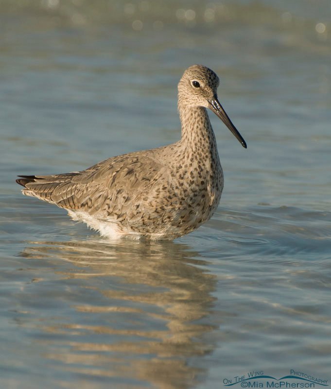 Willet profile, Fort De Soto County Park, Pinellas County, Florida