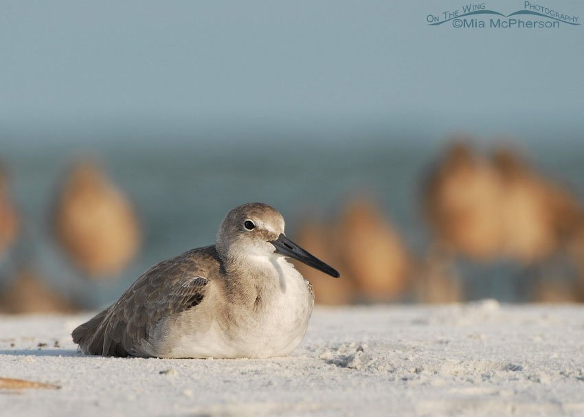 Resting Willet on the shore of the Gulf of Mexico, Fort De Soto County Park, Pinellas County, Florida